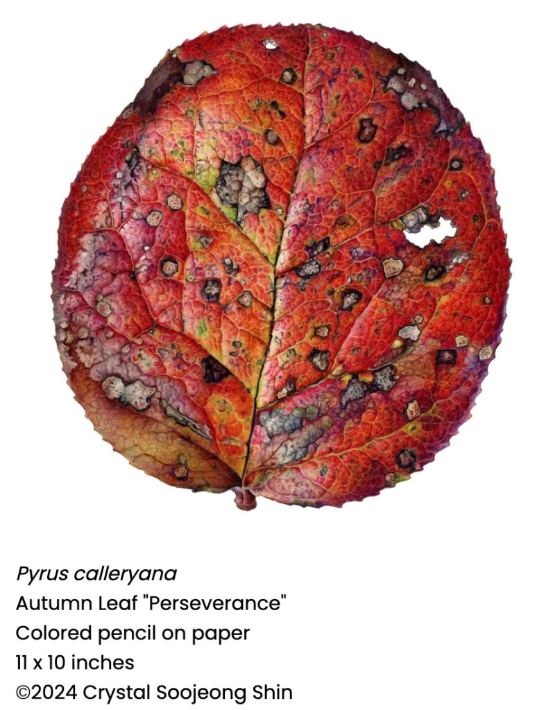 Illustration of a decaying Pyrus calleryana leaf, which is mostly red and brown, with some green spots, along with black blemishes of decay.